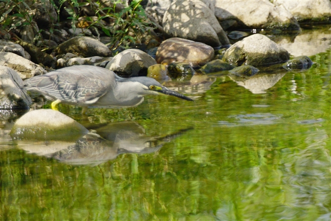 TTSC,Striated Heron